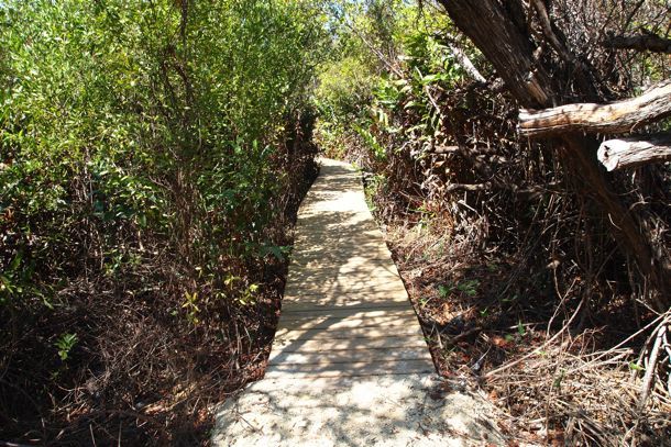 Foot path through the bush in Grand Cayman